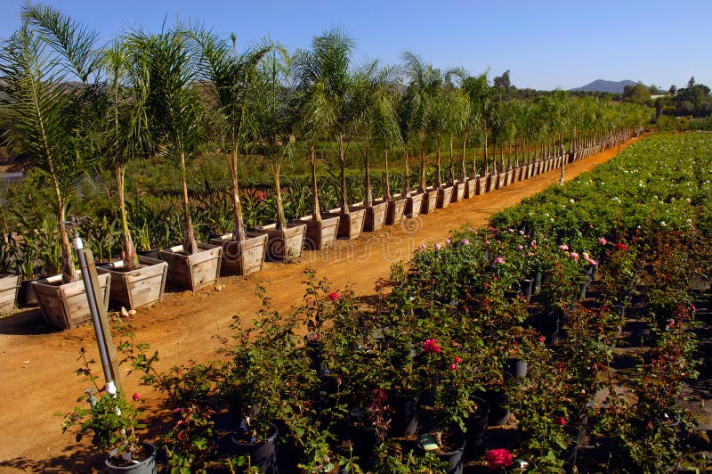 View of large wholesale nursery. View of large wholesale nursery