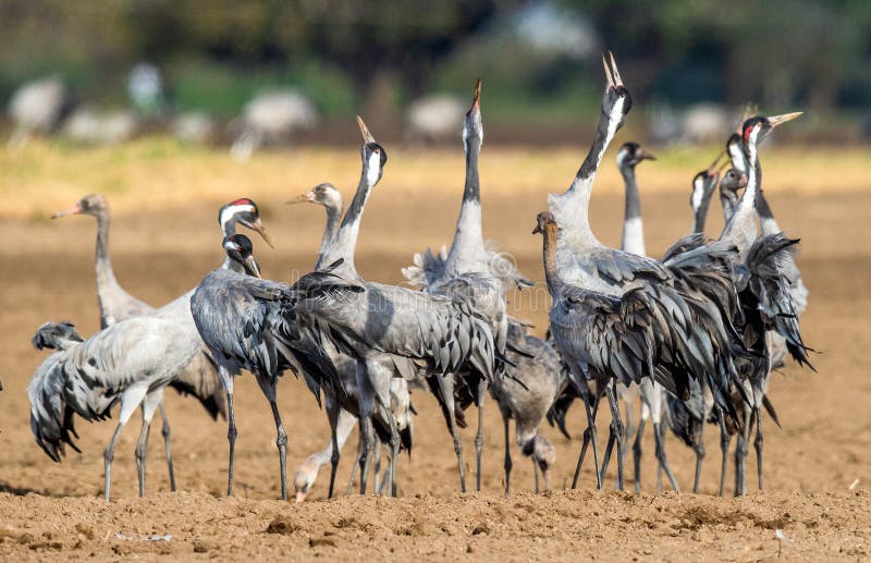 Gru ballanti nel campo arabile Gru comune, nome scientifico: Gru di gru, gru communis immagine stock Gru ballanti nel campo arabile Gru comune, nome scientifico: Gru di gru, gru communis immagine stock