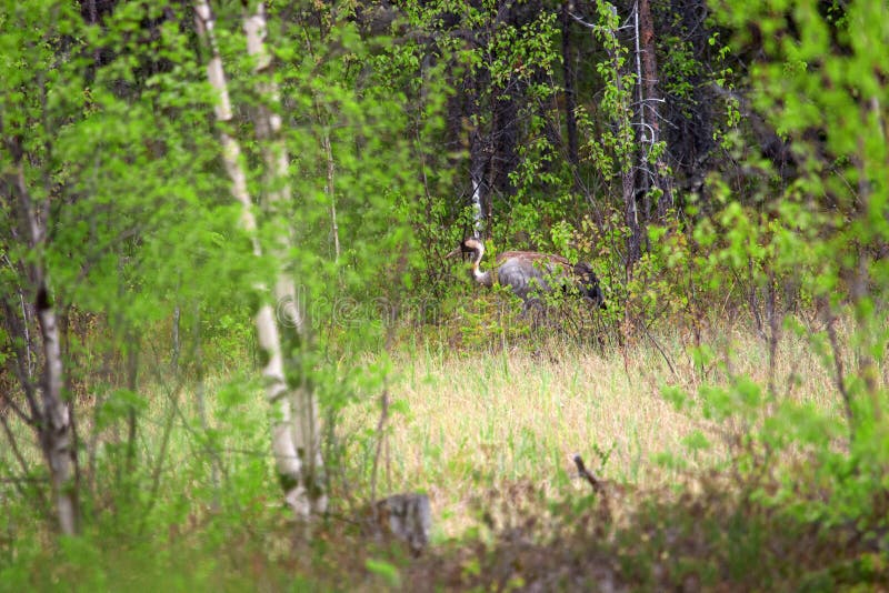 Crane in swamp. Common crane (Grus grus) among trees in forest bog at spring time, arrival of the birds. Cautious big bird. Crane in swamp. Common crane (Grus grus) among trees in forest bog at spring time, arrival of the birds. Cautious big bird