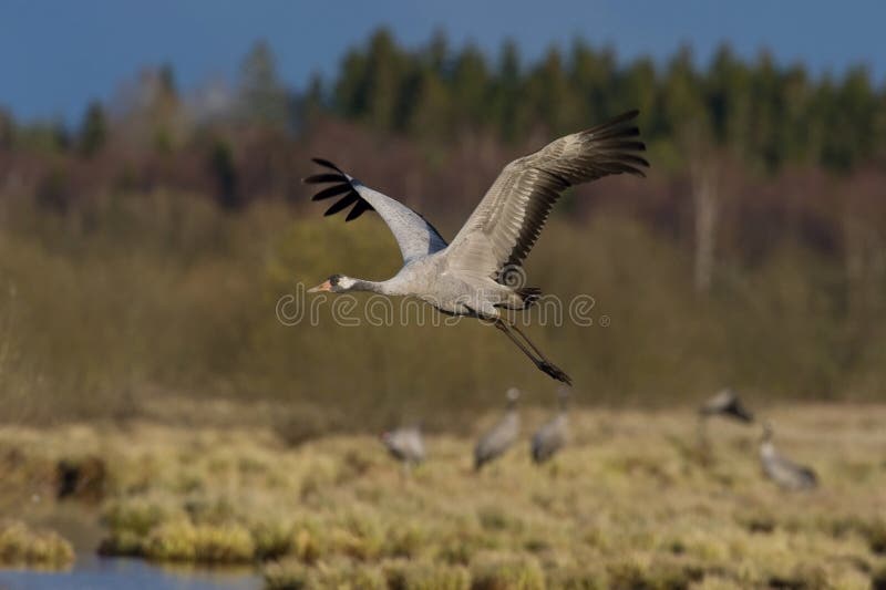 The Common Crane, Grus grus is flying in the typical environment near the Lake Hornborga, Sweden. The Common Crane, Grus grus is flying in the typical environment near the Lake Hornborga, Sweden