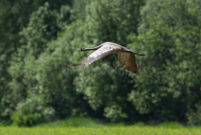 Common crane Grus grus in flight. Summer season. Common crane Grus grus in flight. Summer season.