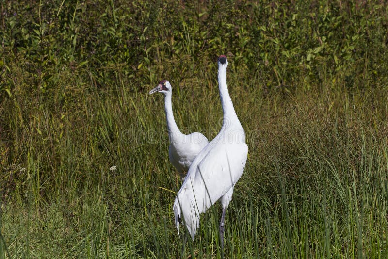 Whooping crane Grus Americana,beautiful cranes in north America.All the Whooping granes in the world is 757 pieces. Whooping crane Grus Americana,beautiful cranes in north America.All the Whooping granes in the world is 757 pieces.