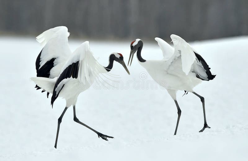 Dancing Cranes. The red-crowned crane. Grus japonensis, also called the Japanese crane or Manchurian crane. Dancing Cranes. The red-crowned crane. Grus japonensis, also called the Japanese crane or Manchurian crane.