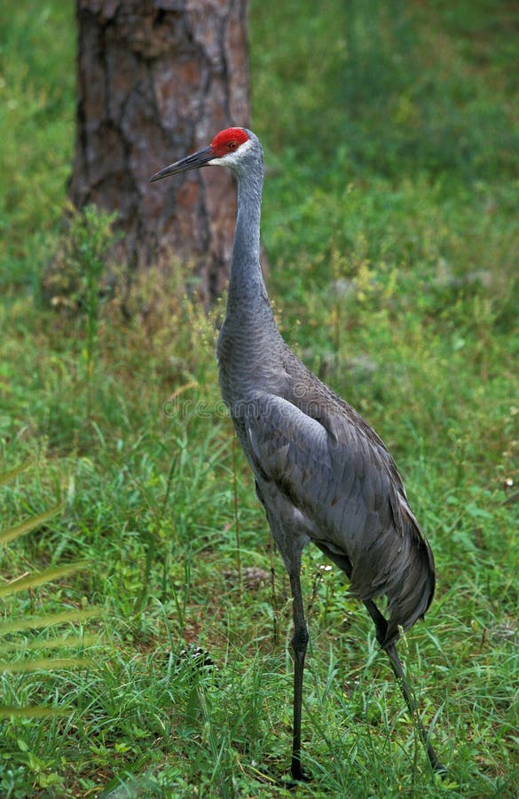 Sandhill Crane, grus canadensis, Adult standing on Grass. Sandhill Crane, grus canadensis, Adult standing on Grass