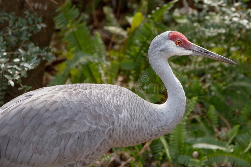 Sandhill Crane in the Florida nature. Sandhill Crane in the Florida nature