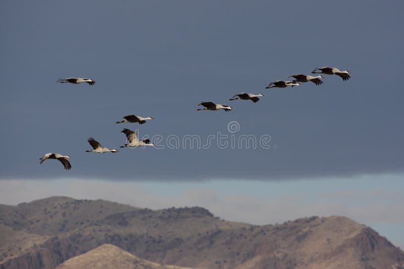 Sandhill crane, Grus canadensis, in Flight. Sandhill crane, Grus canadensis, in Flight