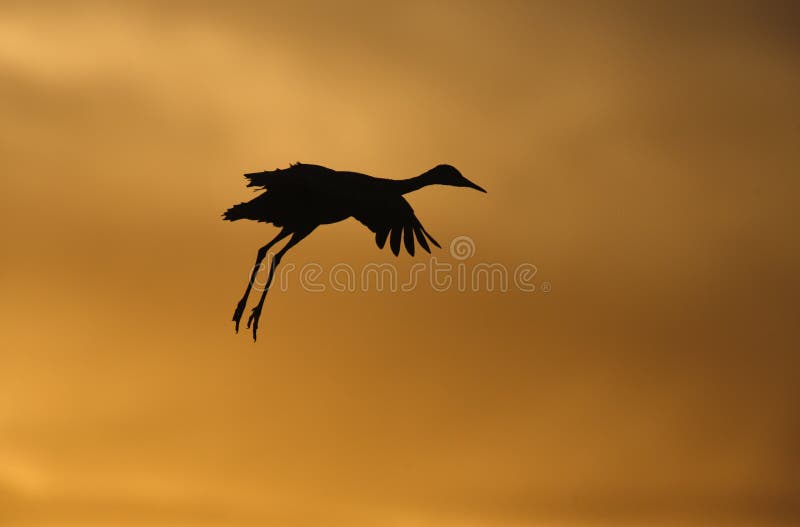 Sandhill crane, Grus canadensis, in Flight. Sandhill crane, Grus canadensis, in Flight