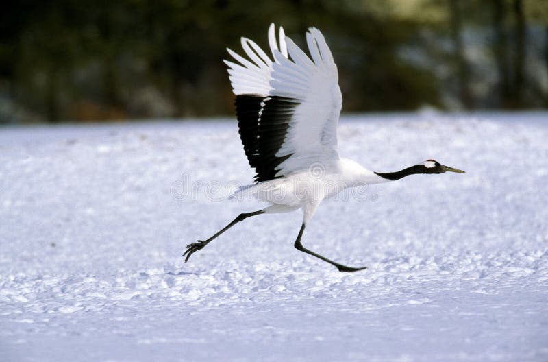 Japanese Crane, grus japonensis, Adult in Flight, Taking off, Hokkaido Island in Japan. Japanese Crane, grus japonensis, Adult in Flight, Taking off, Hokkaido Island in Japan