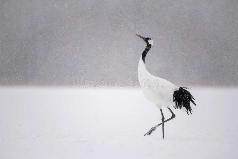 The Red-crowned crane, Grus japonensis The bird is standing in beautiful artick winter environment Japan Hokkaido Wildlife scene from Asia nature. The Red-crowned crane, Grus japonensis The bird is standing in beautiful artick winter environment Japan Hokkaido Wildlife scene from Asia nature