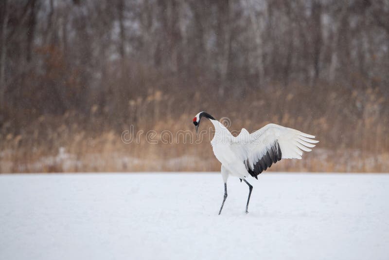 The Red-crowned crane, Grus japonensis The crane is dancing in beautiful artick winter environment Japan Hokkaido Wildlife scene from Asia nature. The Red-crowned crane, Grus japonensis The crane is dancing in beautiful artick winter environment Japan Hokkaido Wildlife scene from Asia nature