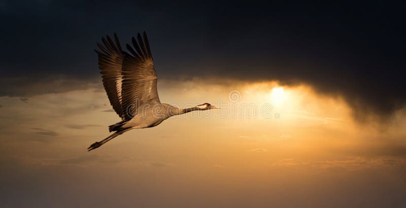 Common Crane - Grus grus, beautiful large bird from Euroasian fields and flying in the sunset, amazing magical photo, Czech republic, wildlife. the best photo. Common Crane - Grus grus, beautiful large bird from Euroasian fields and flying in the sunset, amazing magical photo, Czech republic, wildlife. the best photo