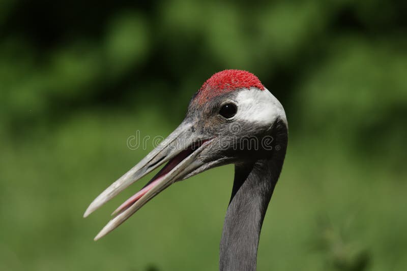 Portrait of a Red-crowned Crane (Grus japonensis) with beak wide open. Portrait of a Red-crowned Crane (Grus japonensis) with beak wide open.