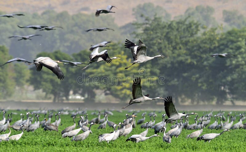 Cranes in a field foraging. Grey bird with long neck. Common Crane, Grus grus, big bird in the natural habitat. Cranes in a field foraging. Grey bird with long neck. Common Crane, Grus grus, big bird in the natural habitat.