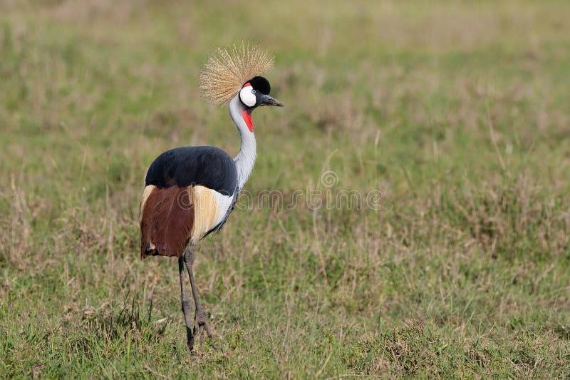 Grue à couronne grise photos libres de droits