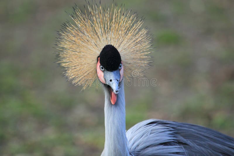 Grue à couronne grise photographie stock
