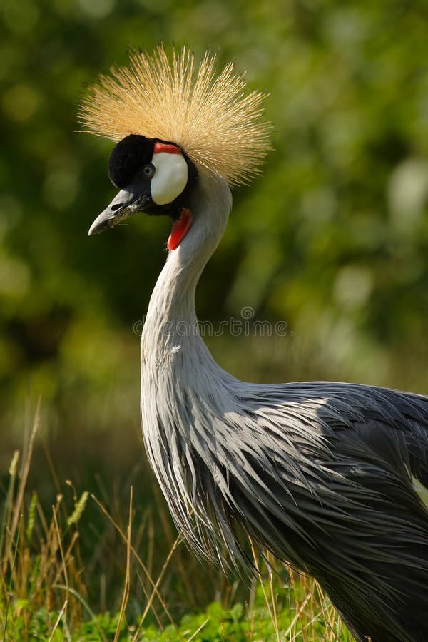 Grue à couronne grise photos stock