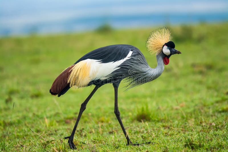 Grue à couronne grise photo libre de droits