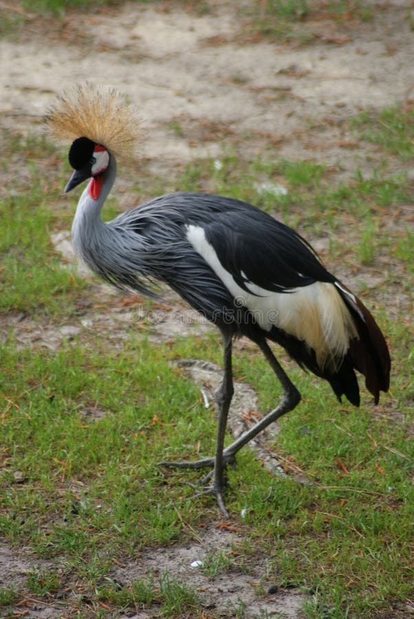 Grue couronnée grise image stock