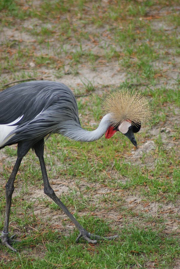 Grue couronnée grise photographie stock