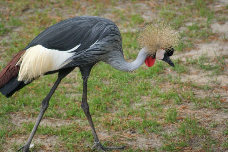 Grue couronnée grise photo libre de droits