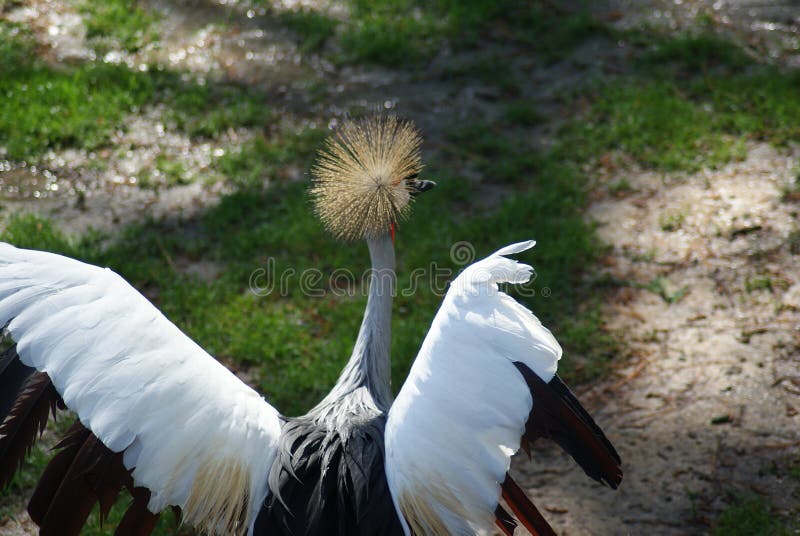 Grue couronnée grise images libres de droits