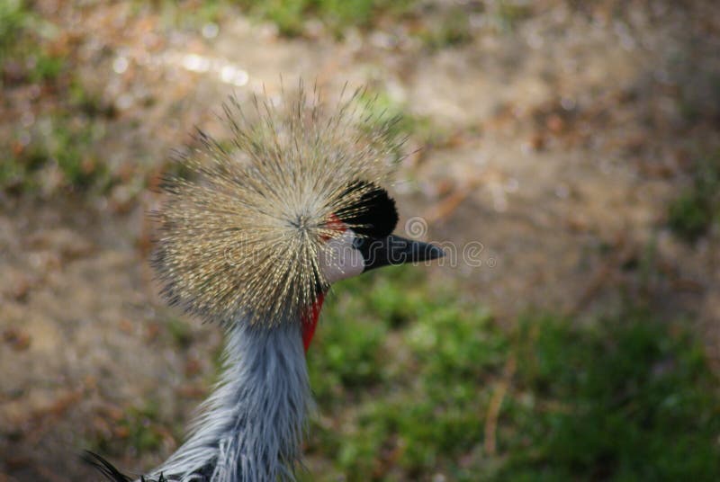 Grue couronnée grise photographie stock