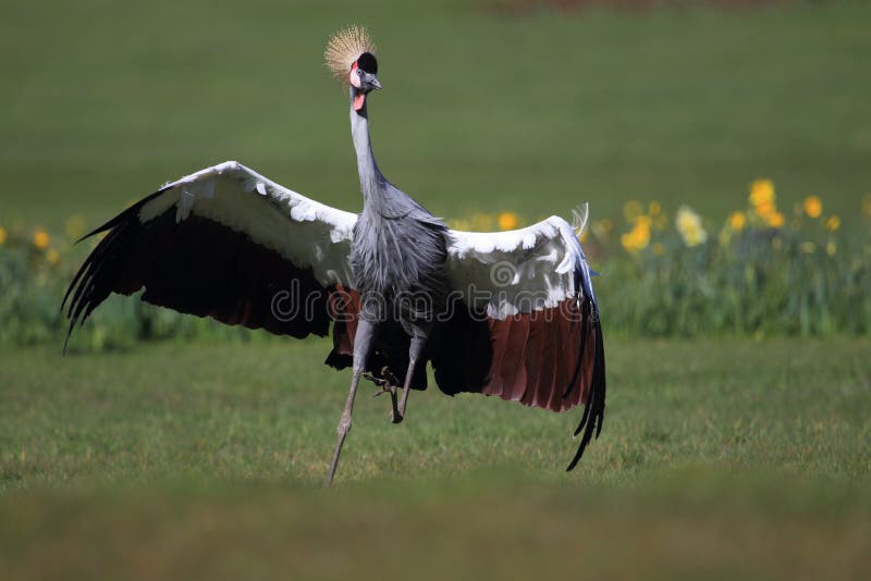 Grue à couronne grise en course photos stock