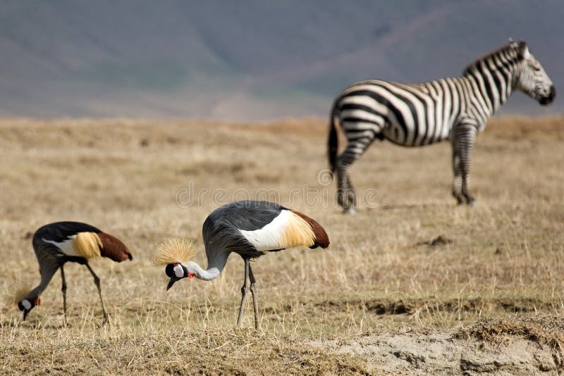 Animaux 064 grue à couronne grise images libres de droits