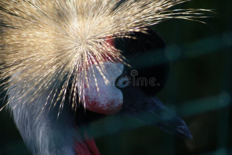 Grue couronnée grise photos stock