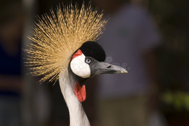 Grue à couronne grise (Gros plan) images stock