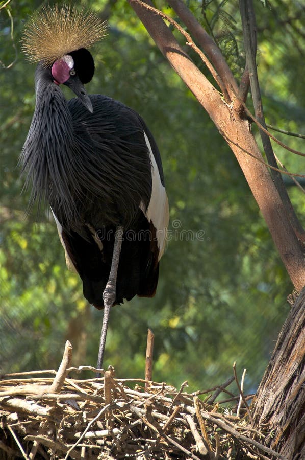 Grue couronnée à l'est africaine photo stock Grue couronnée à l'est africaine photo stock