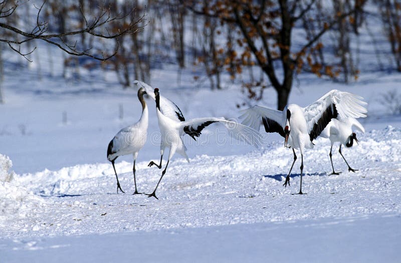 Japanese Crane, grus japonensis, Adults displaying in Snow, Hokkaido Island in Japan. Japanese Crane, grus japonensis, Adults displaying in Snow, Hokkaido Island in Japan