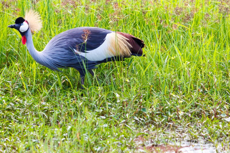 Grue à couronne grise images libres de droits