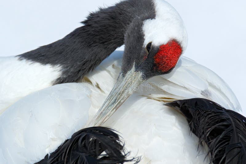 grue Rouge-couronnée, japonensis de Grus, portrait principal avec le blanc et plumage arrière, scène d'hiver, Hokkaido, Japon photo stock grue Rouge-couronnée, japonensis de Grus, portrait principal avec le blanc et plumage arrière, scène d'hiver, Hokkaido, Japon photo stock