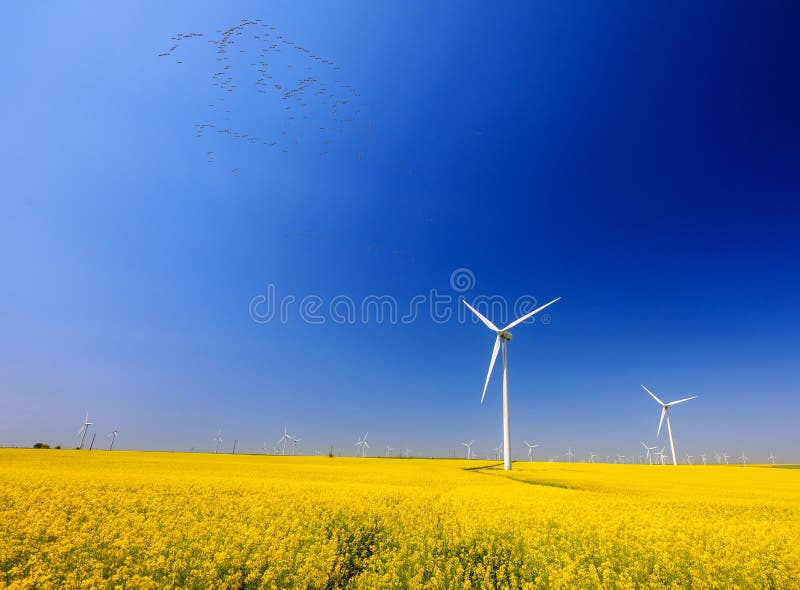 Grues communes sur le ciel Fleurs de graine de colza et les turbines de vent de fond images libres de droits Grues communes sur le ciel Fleurs de graine de colza et les turbines de vent de fond images libres de droits