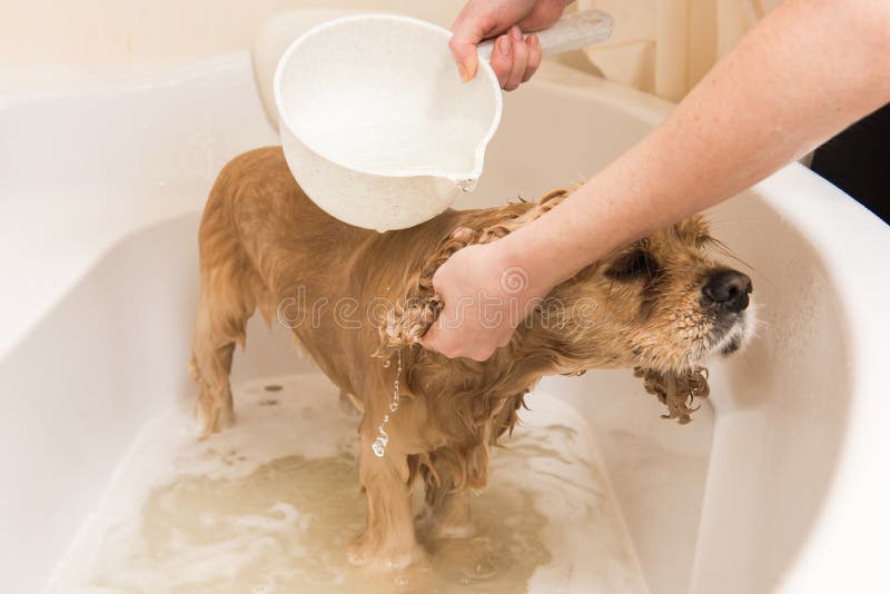 Grumer lava el perro con espuma y agua imagenes de archivo Grumer lava el perro con espuma y agua imagenes de archivo