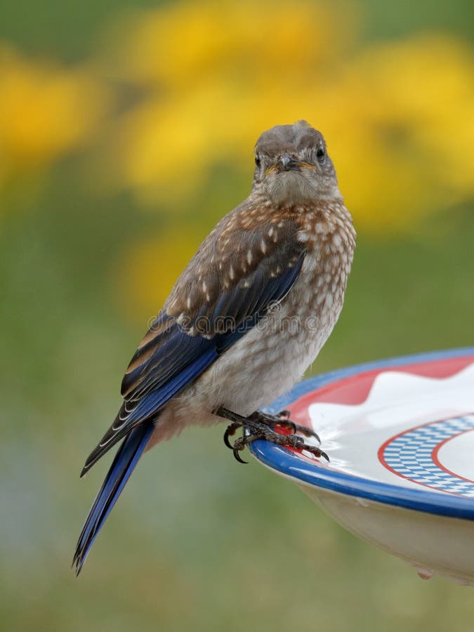 Young Bluebird Drinking stock photo. Image of water, summer 74243028