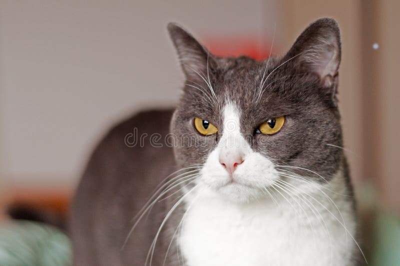 Grumpy cat with almond orange eyes stock photo Grumpy cat with almond orange eyes stock photo