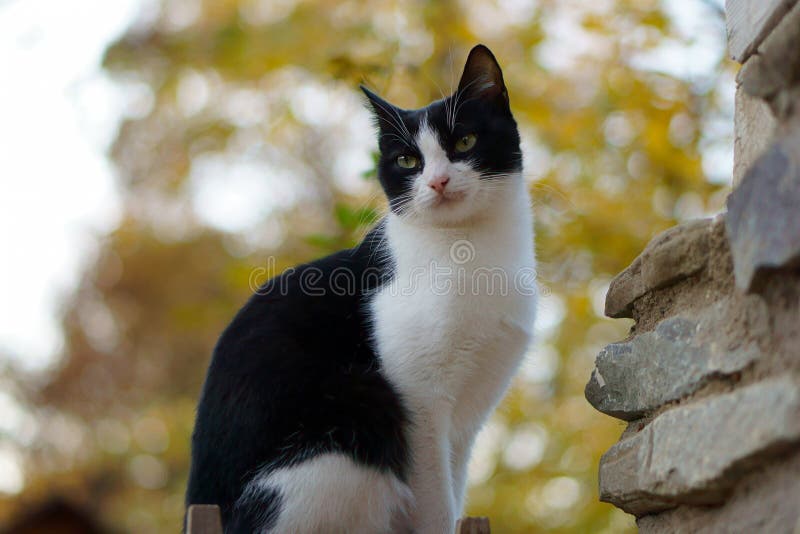 Black and white cat sitting on a stone wall, against a bokeh background. Black and white cat sitting on a stone wall, against a bokeh background