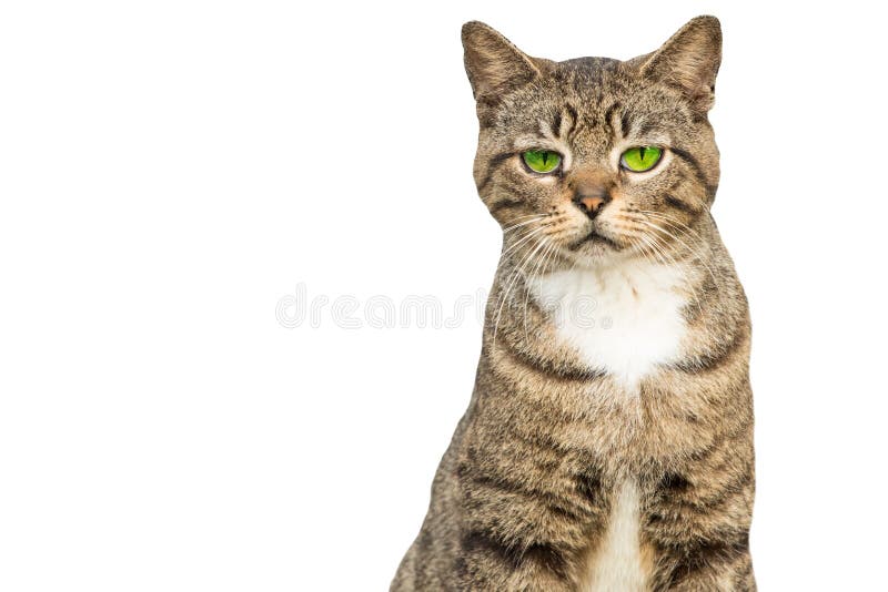 angry cat face meme | Photographic Print