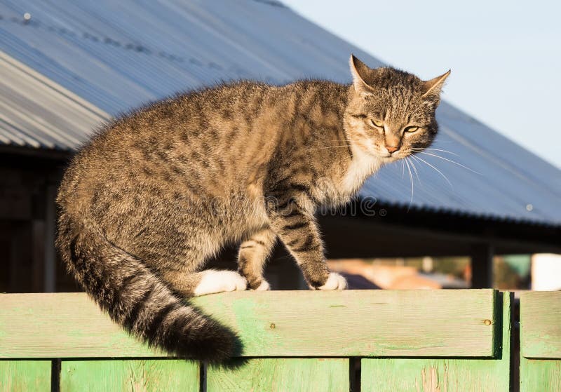 Grumpy tabby cat with yellow eyes on the wooden fence. Grumpy tabby cat with yellow eyes on the wooden fence