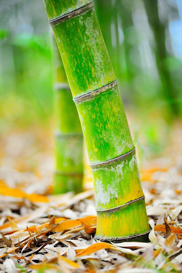 grund för 01 bambu arkivbild grund för 01 bambu arkivbild