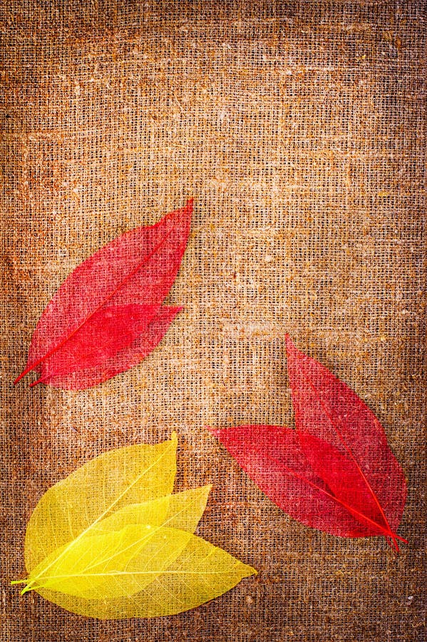 Grunge autumn background with dried leaves isolated on canvas. Grunge autumn background with dried leaves isolated on canvas