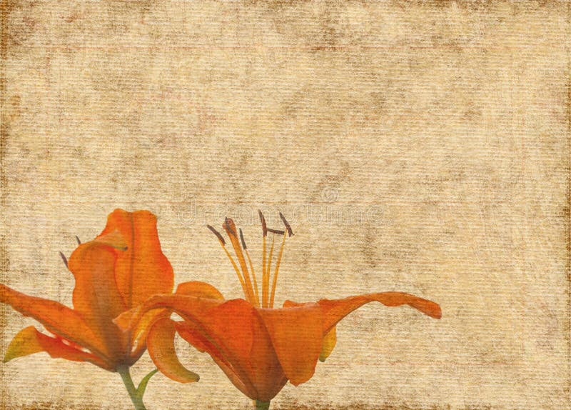 Grunge brown paper with orange lily flowers royalty free illustration