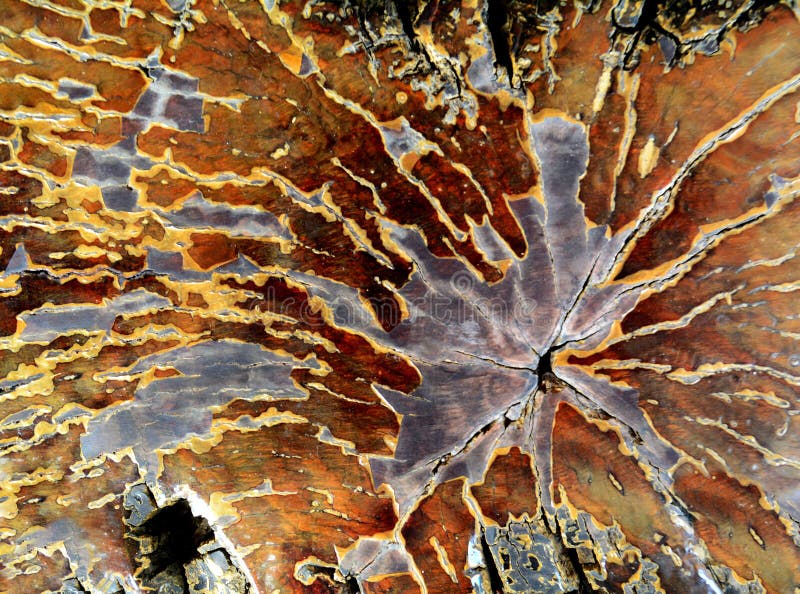 Grunge brown wooden texture background