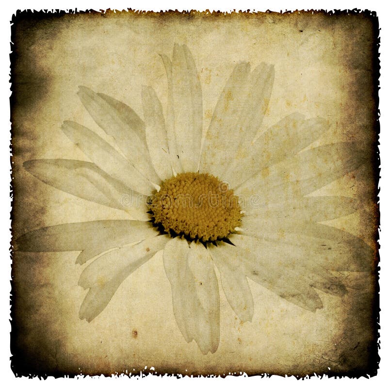 Grunge camomile