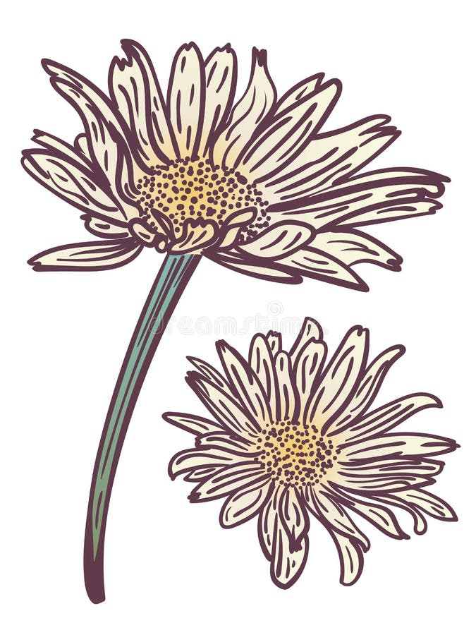 Grunge daisy flower