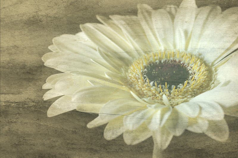 Grunge gerbera stock images Grunge gerbera stock images