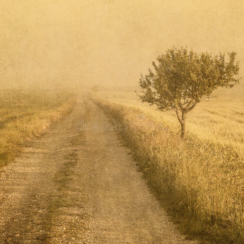 Grunge image of a tree over grunge background royalty free stock images Grunge image of a tree over grunge background royalty free stock images