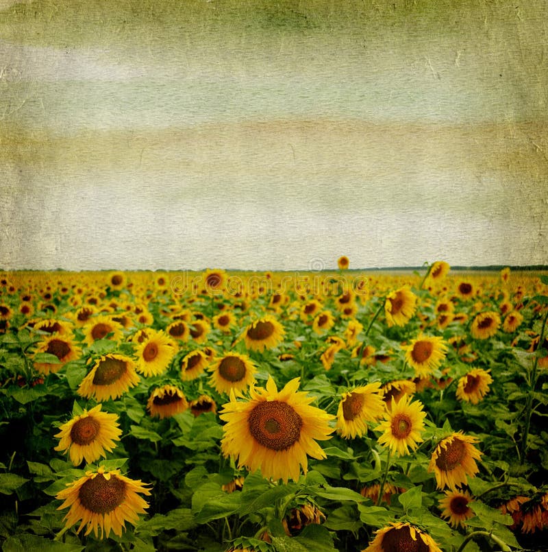 Grunge paper background with sunflower.